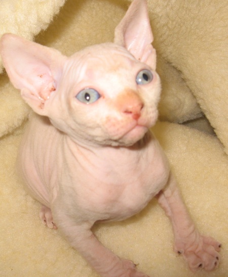 male sphynx kitten available
